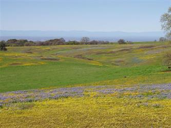 a field of grass and flowers