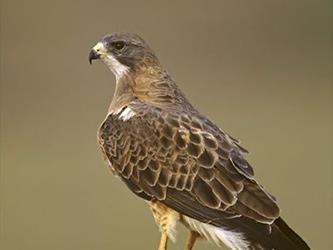 a bird standing on a piece of wood